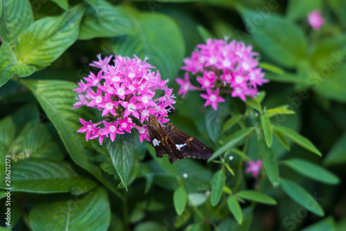 Silver-spotted Skipper, butterfly close-up with green leaves background photo