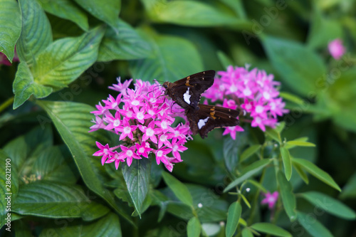 Silver-spotted Skipper, butterfly close-up with green leaves background photo