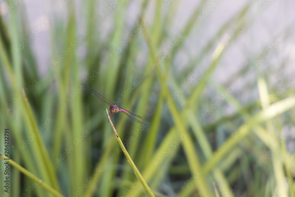 Brown hawker dragonfly on blade of grass, close-up Brown hawker dragonfly on blade of grass, close-up