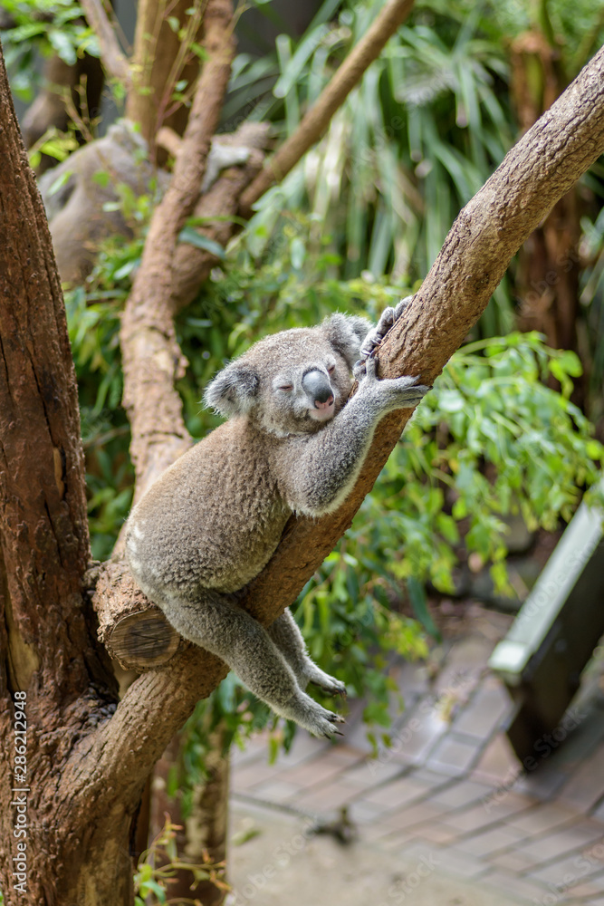 Lazy Koala sleeping in the tree Stock Photo | Adobe Stock