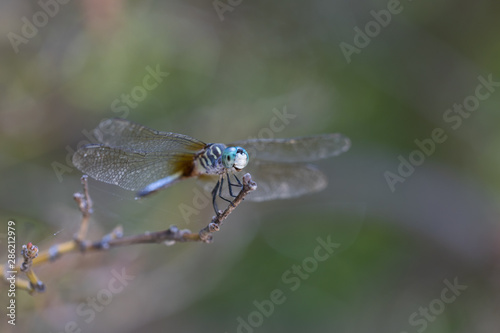 Blue Dasher dragonfly on tree branch, close-up