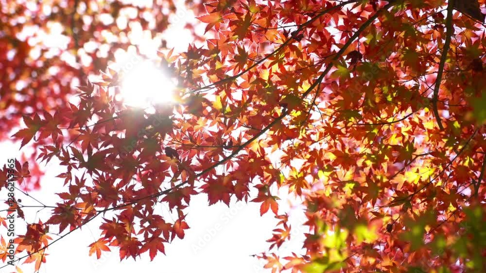 Gorgeous handheld shot of the sun peaking through red leaves in Autumn. Gorgeous handheld shot of the sun peaking through red leaves in Autumn.
