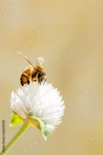 Bumblebee collecting pollen on white globe-shaped flower with green background