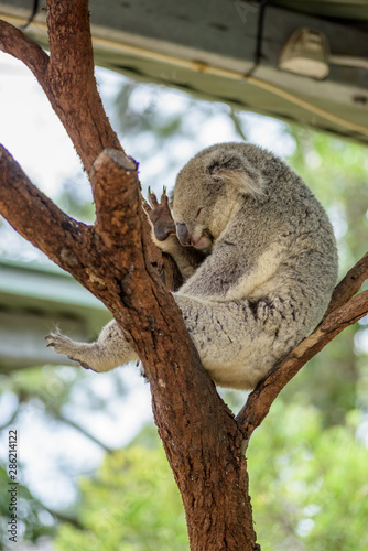 Fototapeta Naklejka Na Ścianę i Meble -  Lazy Koala sleeping in the tree 