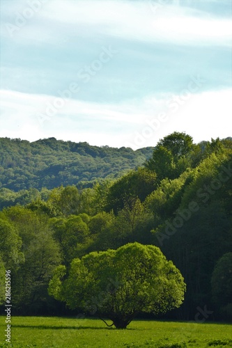 landscape with raw green trees and blue sky