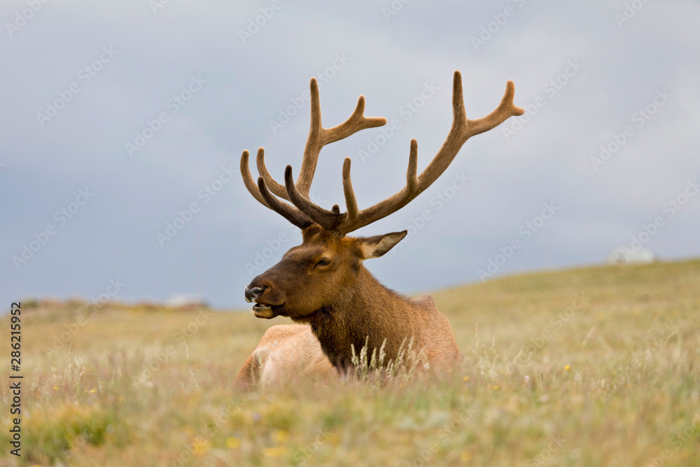 Closeup of Elk laying down in a meadow above the tree line along Trail Ridge Road. Rocky Mountain National Park, Colorado Closeup of Elk laying down in a meadow above the tree line along Trail Ridge Road. Rocky Mountain National Park, Colorado
