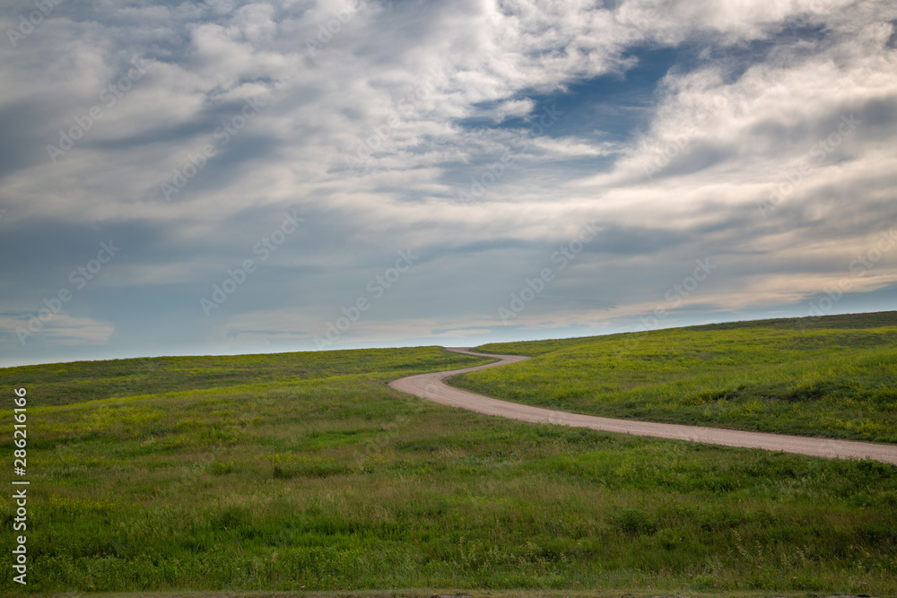 Road through the meadow, Custer State Park, South Dakota
