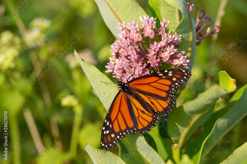 Monarch Butterfly on a Milkweed Bloom in Shenandoah National Park