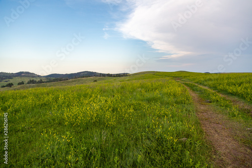 Road to Nowhere  Custer State Park  South Dakota