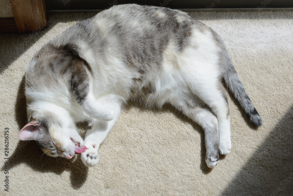 Calico cat bathing while sunbathing in sunlight in front of glass door