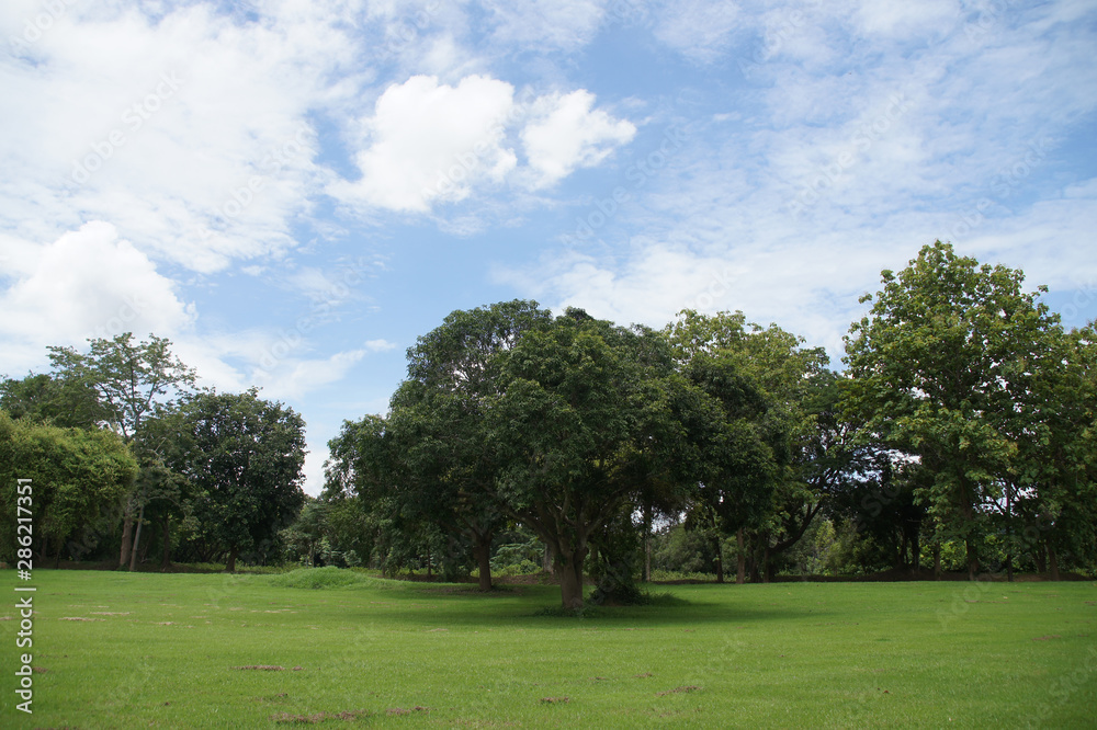green trees provide shade, blue skies, natural white clouds.
