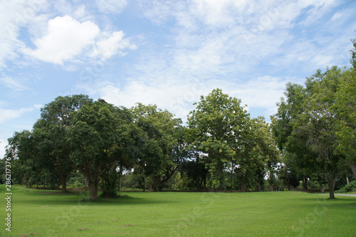 green trees provide shade, blue skies, natural white clouds