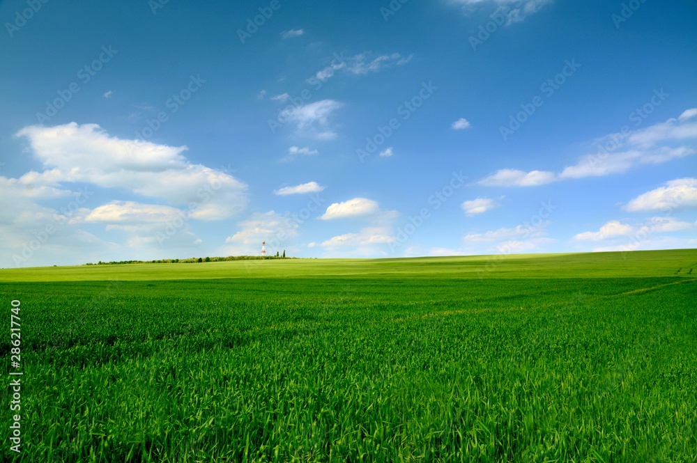 a field with green wheat