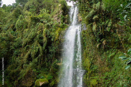 Cascada de agua pura en medio de un bosque latino