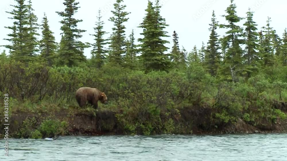 large grizzly jumps into river to catch salmon large grizzly jumps into river to catch salmon