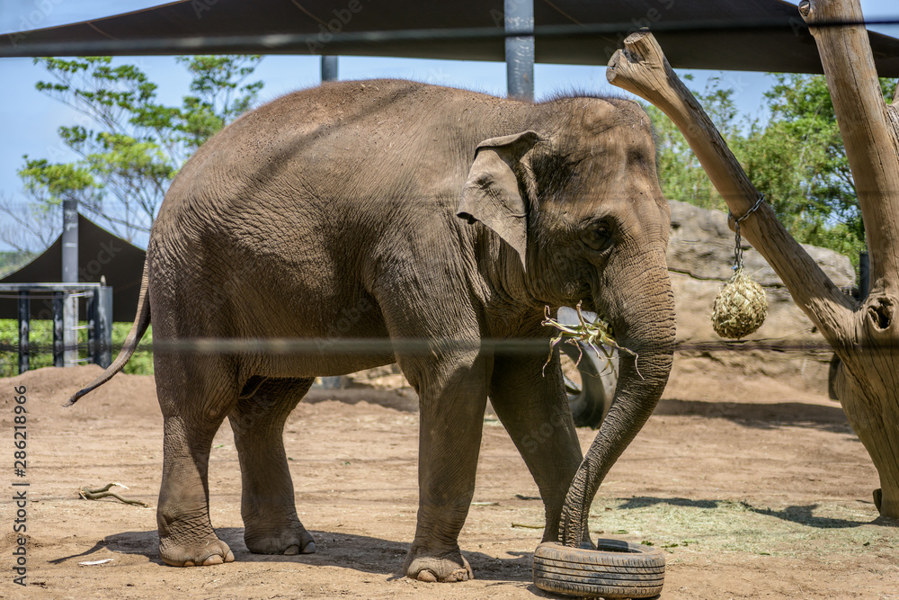 Naklejka premium Elephant walking and eating 