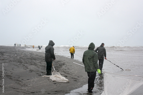 Whitebaiters fish for whitebait on the rising tide with scoop nets at the rivermouth 