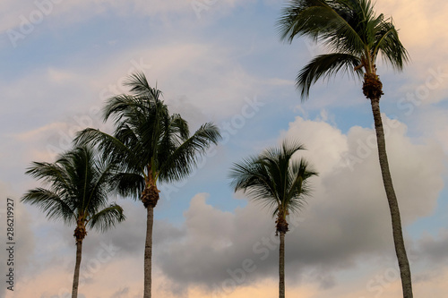 palm trees on beach © Ryan