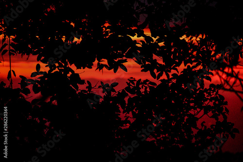  Sunset in the mountain through leaves, foliage background, silhouette of plants 