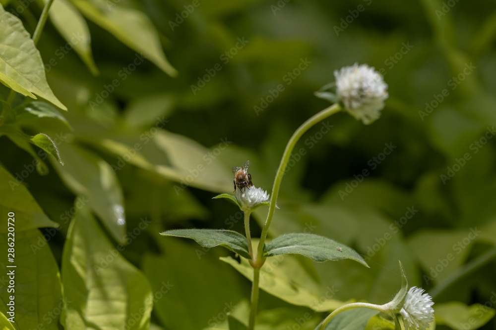 Bumblebee collecting pollen on white globe-shaped flower with green background