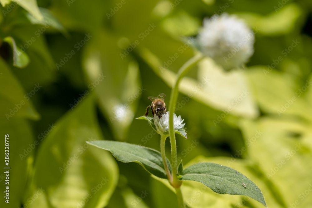 Bumblebee collecting pollen on white globe-shaped flower with green background Bumblebee collecting pollen on white globe-shaped flower with green background