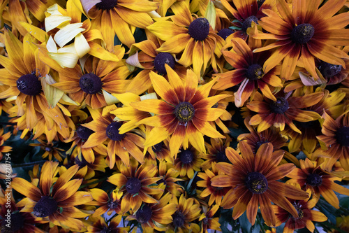 Pattern of bunch of small rust and yellow sunflowers  © Merry