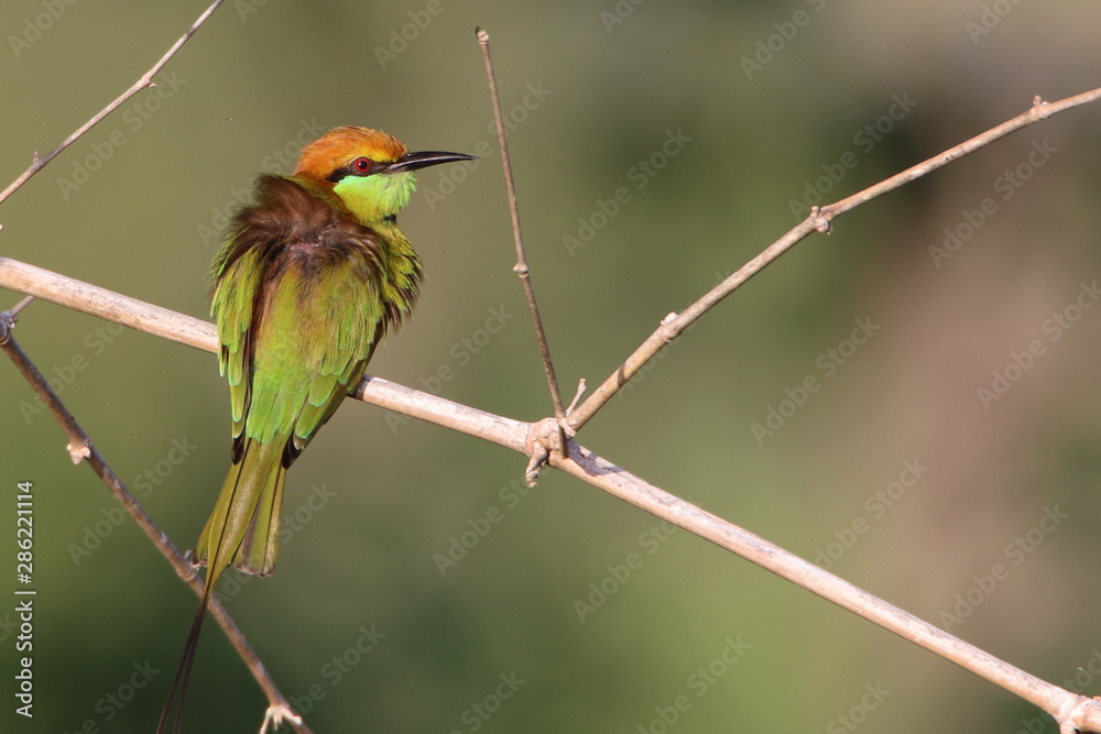 Obraz premium bird on a branch