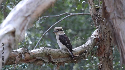 Kookaburra perched on Australian paperbark tree photo