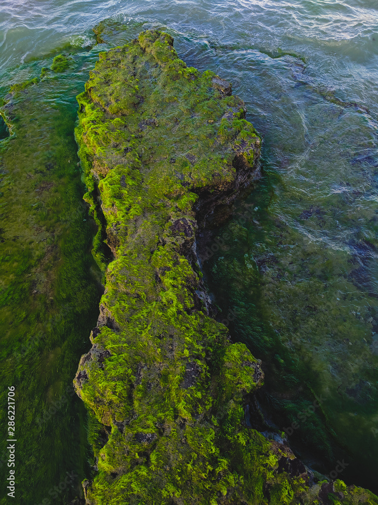 green moss and algae on the rock