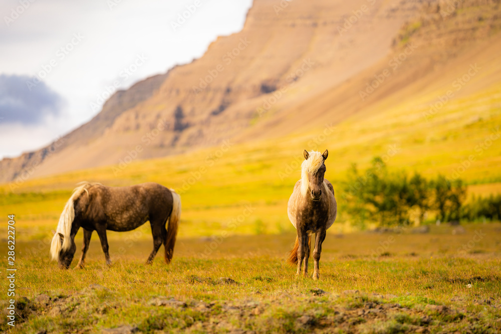 Fototapeta premium Horses, Iceland