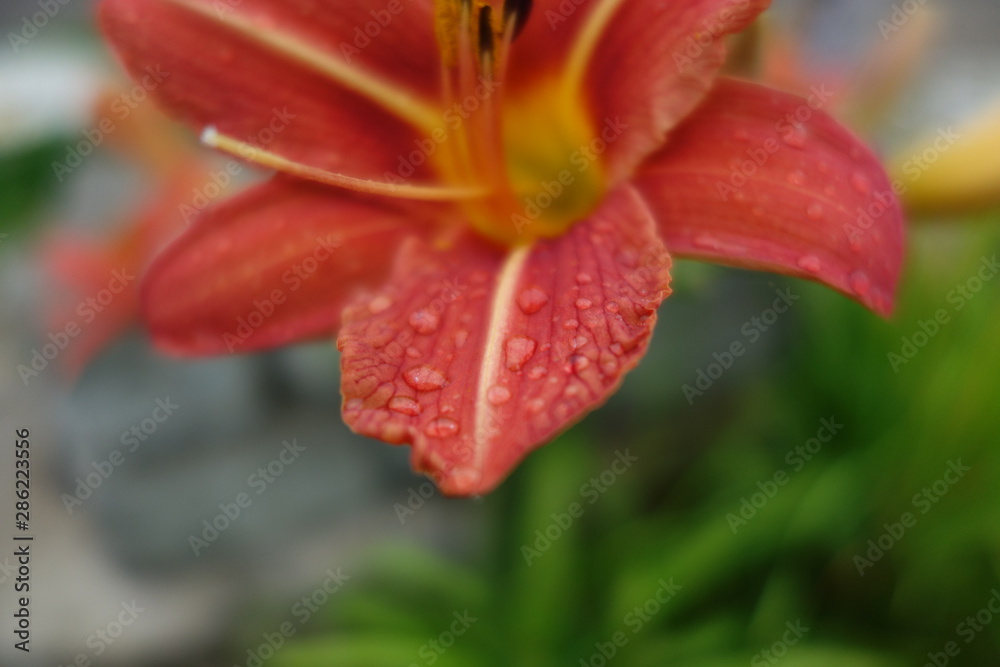 Morning dew on a red flower 