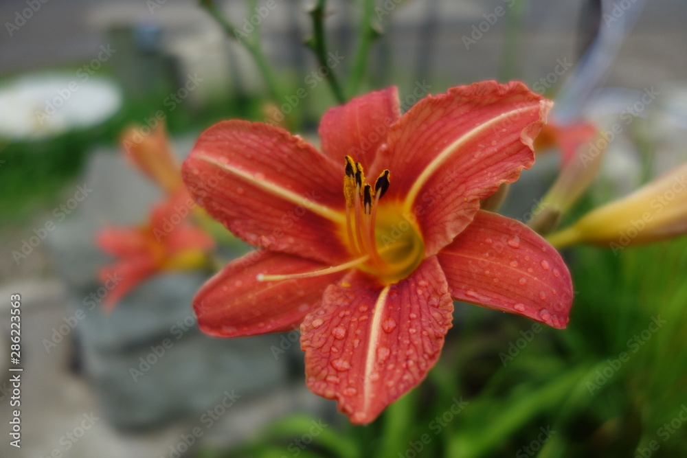 Morning dew on a red flower Morning dew on a red flower