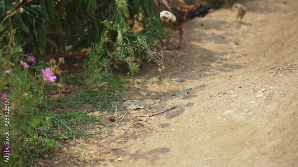 Chicken walking in a flower garden. organic agriculture. Chicken walking in a flower garden. organic agriculture.