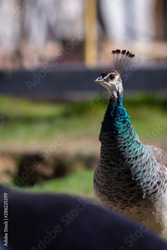 Pavo 