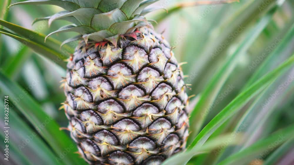 Pineapple fresh in the farm 