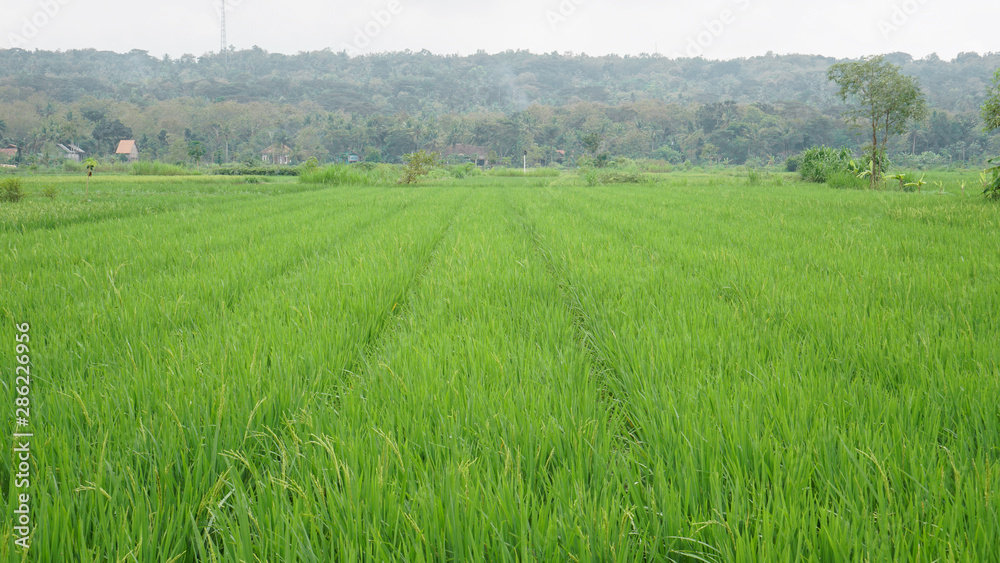 beautiful green rice fields beautiful green rice fields