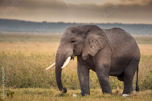African Elephants feeding at Amboseli national Park  Kenya.