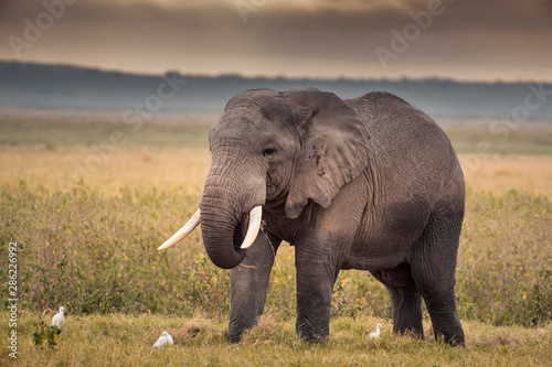 African Elephants feeding at Amboseli national Park  Kenya.