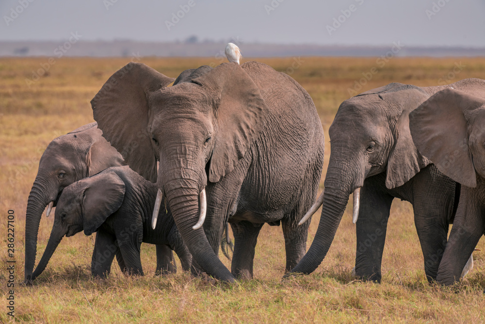 African Elephants feeding at Amboseli national Park ,Kenya.