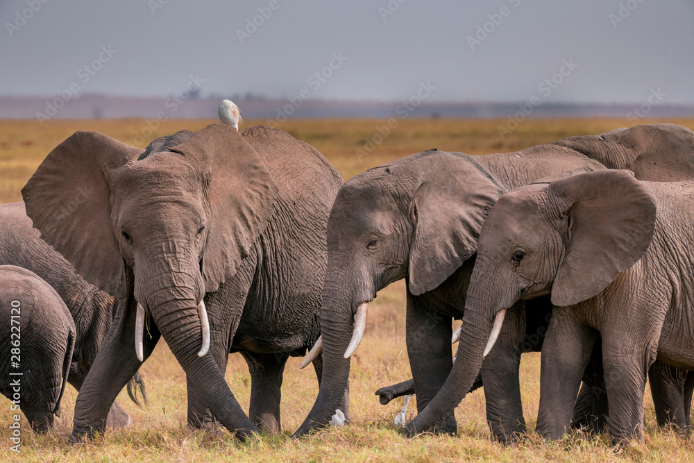 Obraz premium African Elephants feeding at Amboseli national Park ,Kenya.