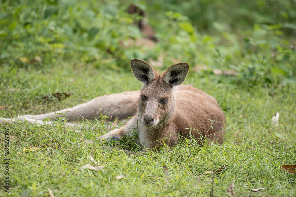 A wild eastern grey kangaroo lying down on grass in a patch of sunlight in a forest, Queensland, Australia.