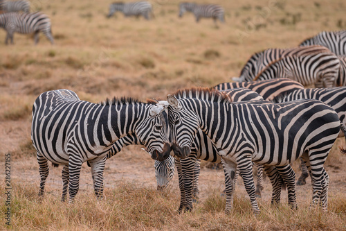 Zebra on grassland in Amboseli National Park ,Kenya.