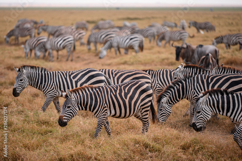 Zebra on grassland in Amboseli National Park ,Kenya.