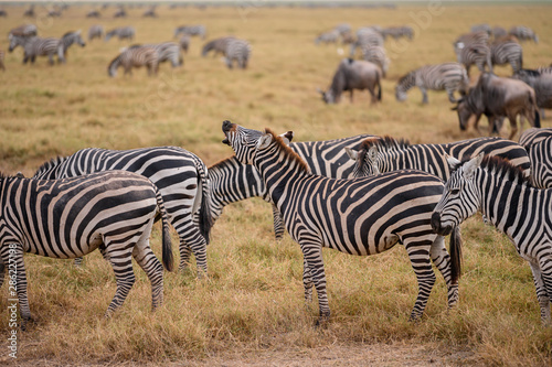 Zebra on grassland in Amboseli National Park  Kenya.
