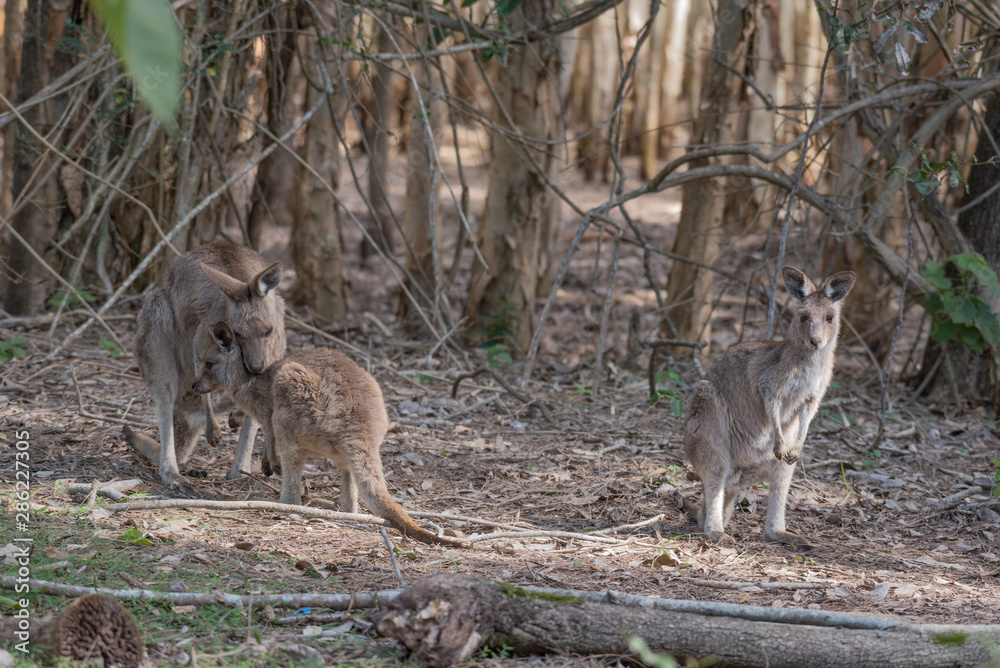 A family group of three wild eastern grey kangaroo in a patch of sunlight in a forest, Queensland, Australia. A family group of three wild eastern grey kangaroo in a patch of sunlight in a forest, Queensland, Australia.
