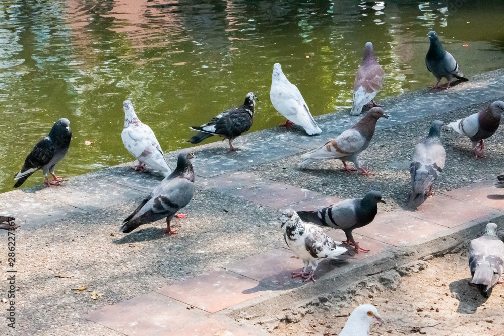 The pigeon bird on dirty floor near the river. The pigeon bird on dirty floor near the river.