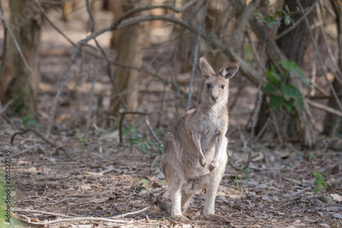 A young, wild eastern grey kangaroo in a patch of sunlight in a forest, Queensland, Australia.