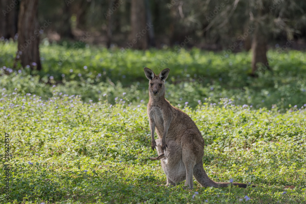 A wild, female eastern grey Kangaroo with the hind leg of her joey sticking out of her pouch, Queensland, Australia. A wild, female eastern grey Kangaroo with the hind leg of her joey sticking out of her pouch, Queensland, Australia.