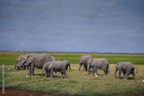 African Elephants feeding at Amboseli national Park  Kenya.