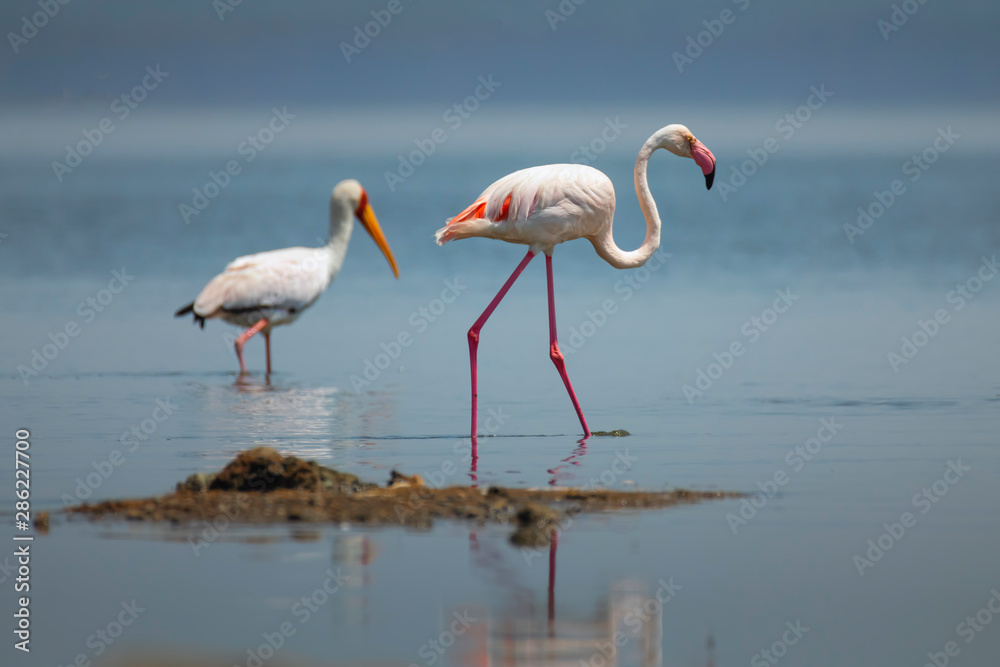Greater Flamingo in Lake Nakuru National Park ,Kenya.